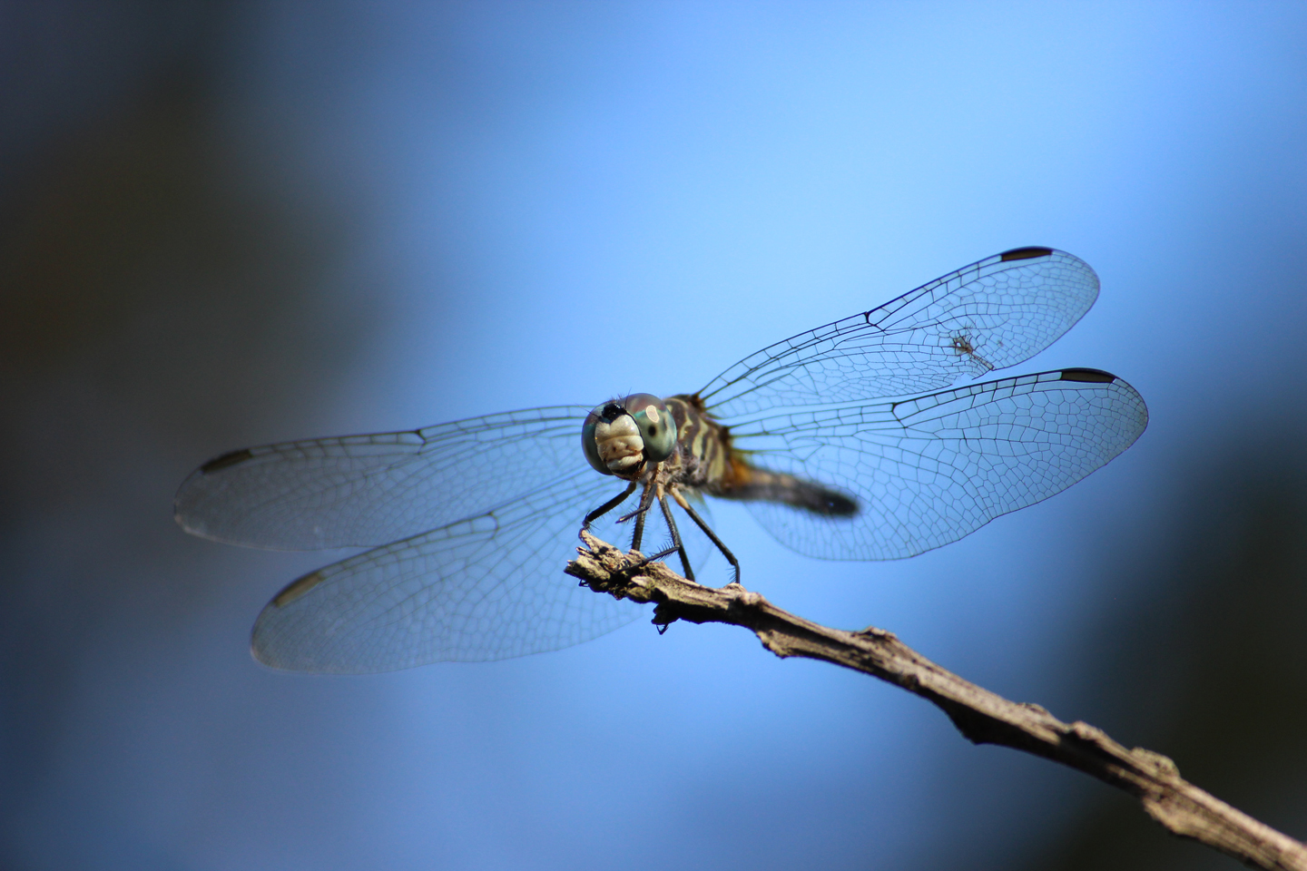 Dragonfly IMG_1136