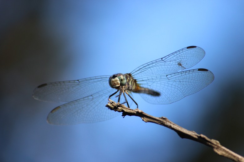 Dragonfly IMG_1136