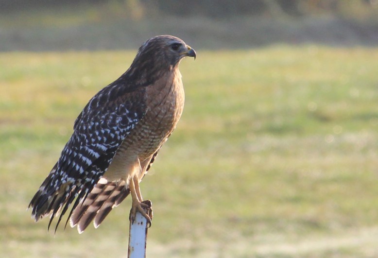 Hawk IMG_1409