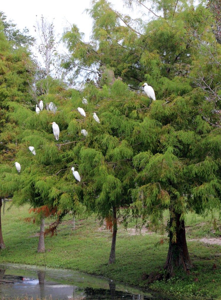 white birds IMG_1496