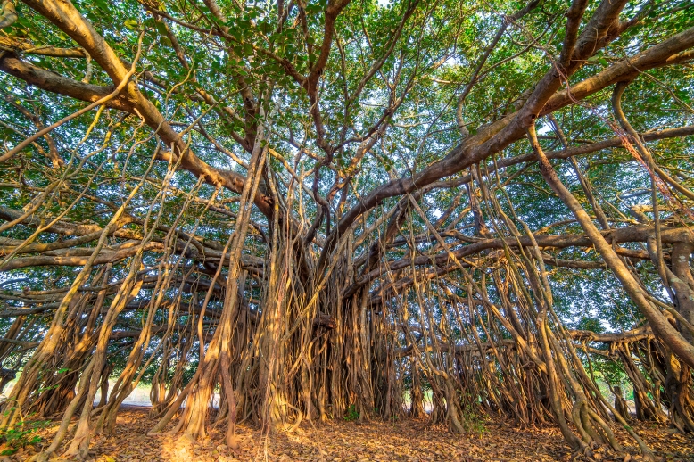 Tree of Life, Amazing Banyan Tree.